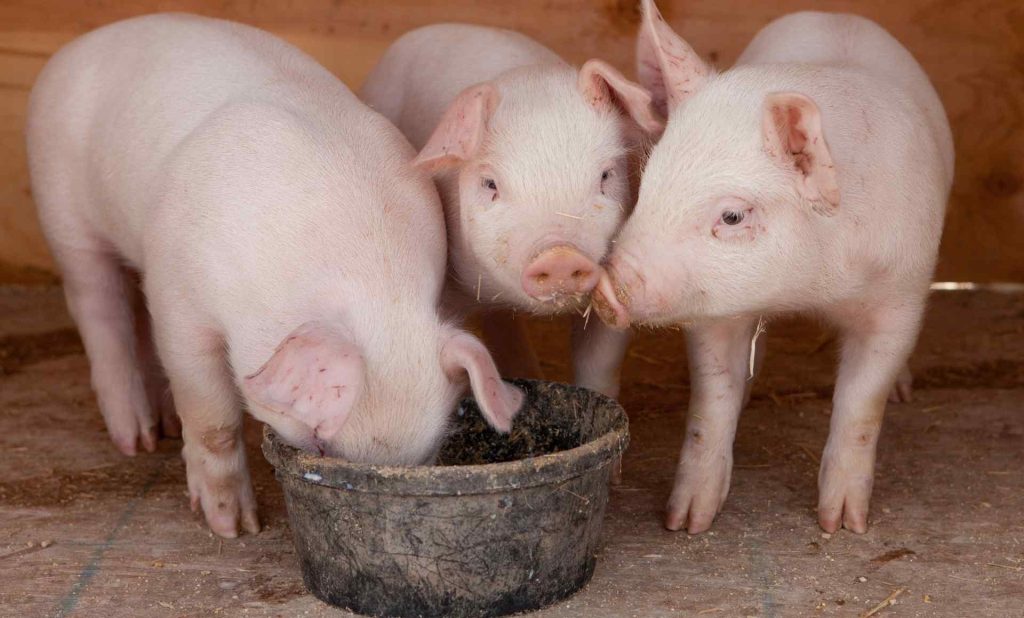 invitaciones de cerdito para baby shower